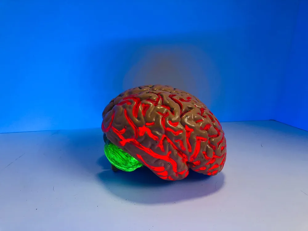 kolorowy mózg - neuromodel